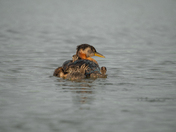 Red-necked grebe