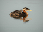 Red-necked grebe