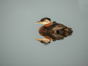 Red-necked grebe