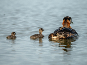 Red-necked grebe