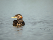 Red-necked grebe