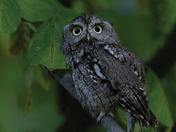 Screech owl day 2024