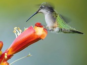 Ruby-throated hummingbird 2024