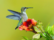 Ruby-throated hummingbird 2024