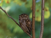Screech owl mommy