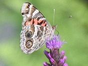 American Painted Lady