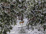 New River Gorge National Park & Preserve