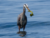 G. Blue Heron with Eel