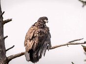 Newly fledged eaglet drying out after last night's rain....