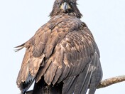 Newly fledged eaglet drying out after last night's rain....