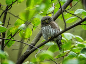 Northern Pygmy Owl