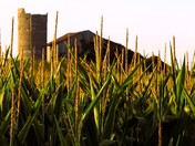 The Old Barn & The Cornfield