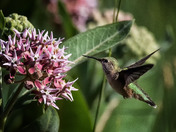Calliope Hummingbird