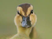 Cute duckling 