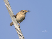 House wren