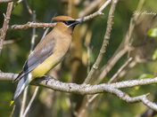 Cedar waxwing