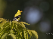 American goldfinch