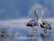 The Dance