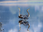 The Dance