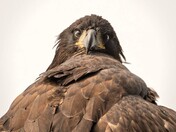 Eaglet Closeup