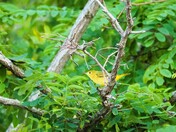 Yellow Finch