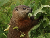 Grabbing A Bite