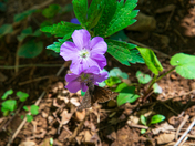 Shenandoah National Park