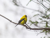 Shenandoah National Park