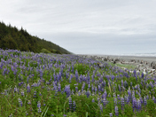 Tongass National Forest