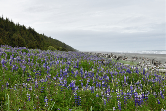 Tongass National Forest