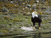Tongass National Forest