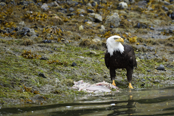 Tongass National Forest