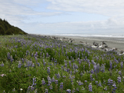 Tongass National Forest