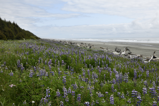 Tongass National Forest