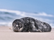 Fire Island National Seashore