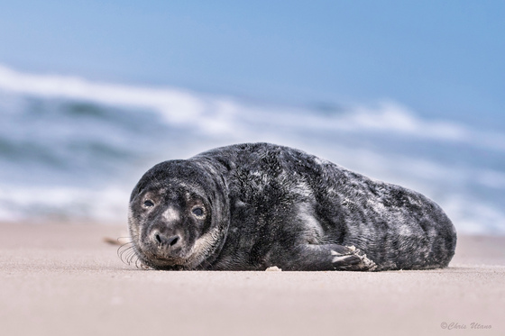 Fire Island National Seashore