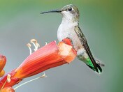 Ruby-throated hummingbird 