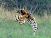 Laguna Atascosa National Wildlife Refuge