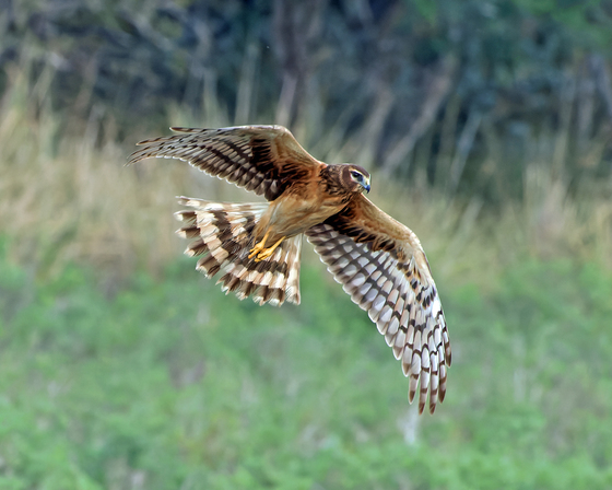 Laguna Atascosa National Wildlife Refuge