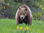 Grand Teton National Park