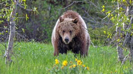 Grand Teton National Park