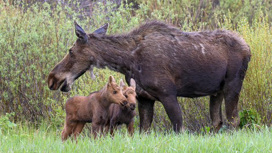 Grand Teton National Park