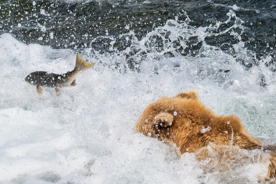Katmai National Park and Preserve