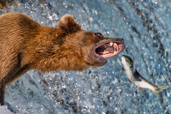 Katmai National Park and Preserve