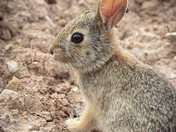 Theodore Roosevelt National Park