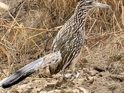 Big Bend National Park