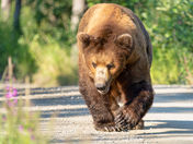 Katmai National Park and Preserve