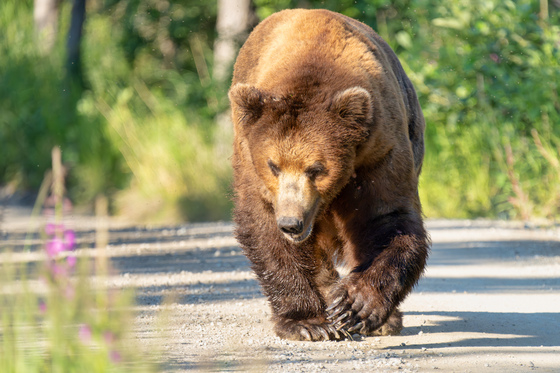 Katmai National Park and Preserve