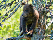 Katmai National Park and Preserve