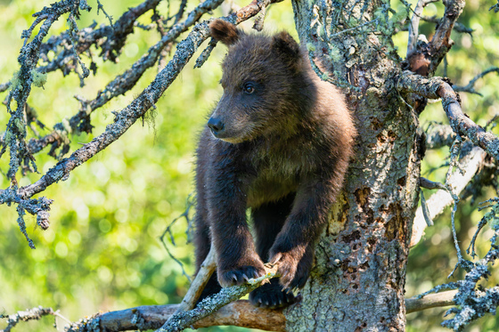 Katmai National Park and Preserve